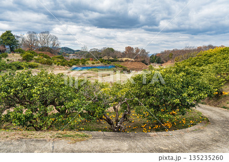 冬の明日香の山田と果樹園　奈良県明日香村 135235260
