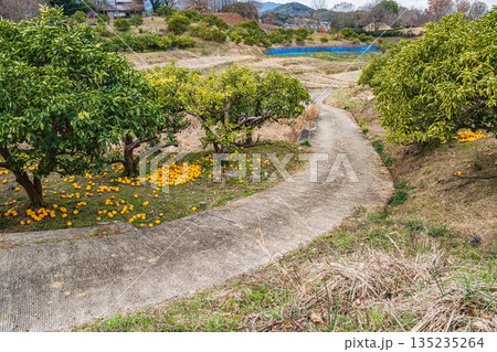 冬の明日香の山田と果樹園　奈良県明日香村 135235264
