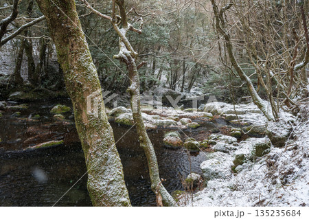 冬の菊池渓谷 135235684