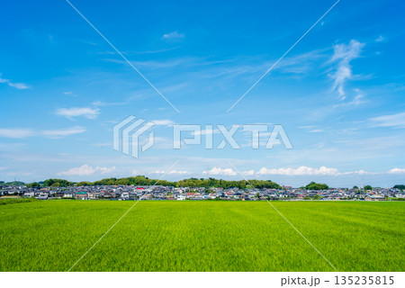 夏空が広がる田園風景《三重県 四日市市》 夏空が広がる田園風景《三重県 四日市市》 135235815