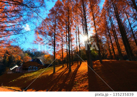 ムーミン谷の秋 135235839