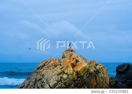 Great Cormorant Phalacrocorax carbo sits on the rock, East sea, South Korea Great Cormorant Phalacrocorax carbo sits on the rock, East sea, South Korea 135235861