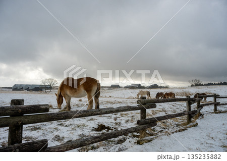 雪景色の中阿蘇雪原を馬が駆ける 135235882