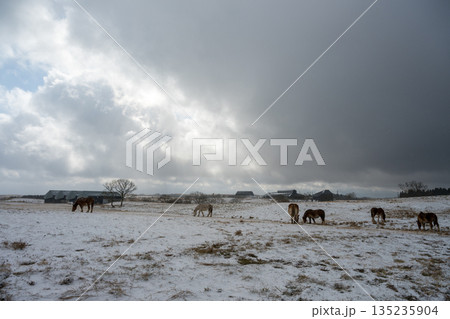 雪景色の中阿蘇雪原を馬が駆ける 135235904