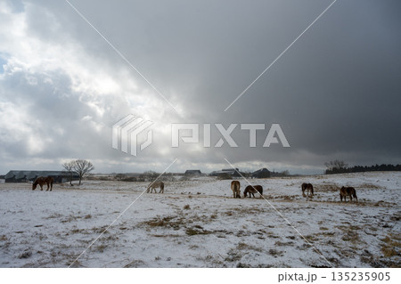 雪景色の中阿蘇雪原を馬が駆ける 135235905