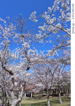 (春風物詩)各地の桜だより 135236140