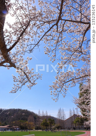 (春風物詩)各地の桜だより (春風物詩)各地の桜だより 135236145