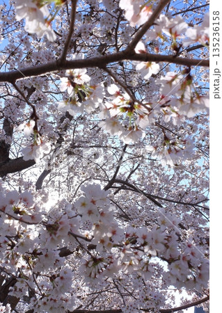 (春風物詩)各地の桜だより (春風物詩)各地の桜だより 135236158