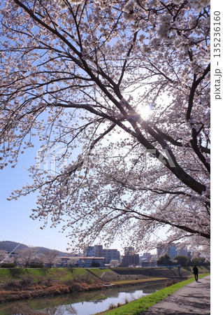 (春風物詩)各地の桜だより (春風物詩)各地の桜だより 135236160