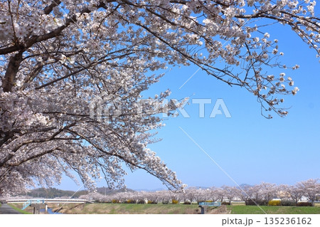 (春風物詩)各地の桜だより 135236162