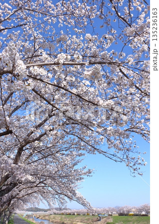 (春風物詩)各地の桜だより 135236163