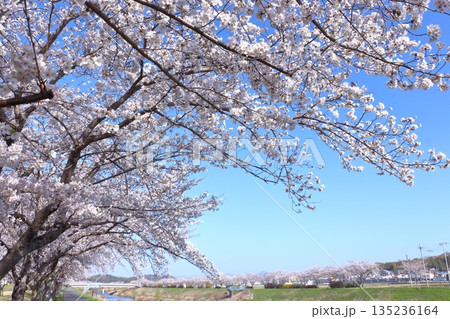 (春風物詩)各地の桜だより 135236164