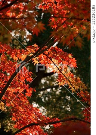 鮮やかに色付いた美しい紅葉 鮮やかに色付いた美しい紅葉 135236198