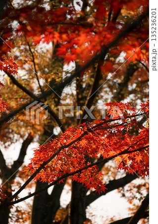 鮮やかに色付いた美しい紅葉 鮮やかに色付いた美しい紅葉 135236201