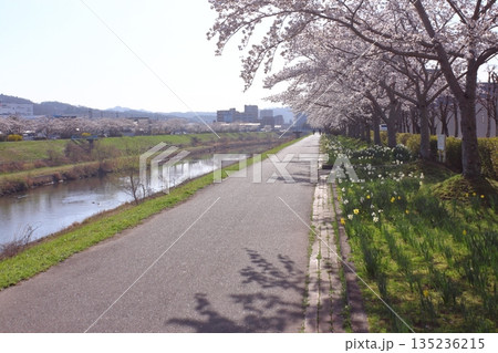(春風物詩)各地の桜だより (春風物詩)各地の桜だより 135236215