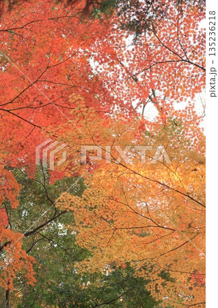 鮮やかに色付いた美しい紅葉 鮮やかに色付いた美しい紅葉 135236218
