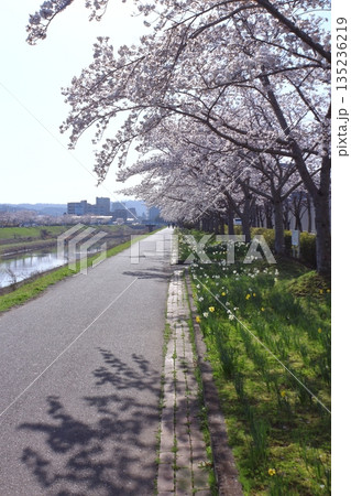 (春風物詩)各地の桜だより (春風物詩)各地の桜だより 135236219