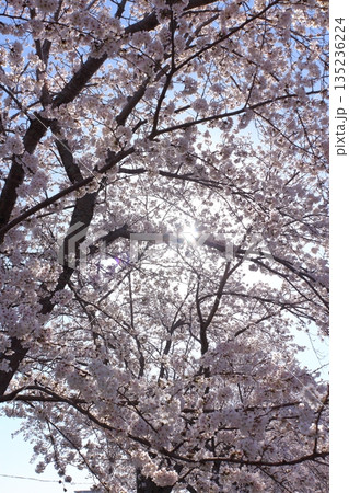 (春風物詩)各地の桜だより (春風物詩)各地の桜だより 135236224