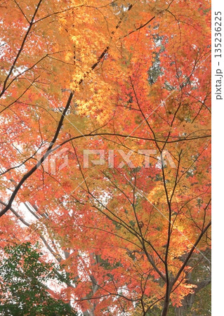 鮮やかに色付いた美しい紅葉 鮮やかに色付いた美しい紅葉 135236225