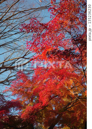 鮮やかに色付いた美しい紅葉 鮮やかに色付いた美しい紅葉 135236230