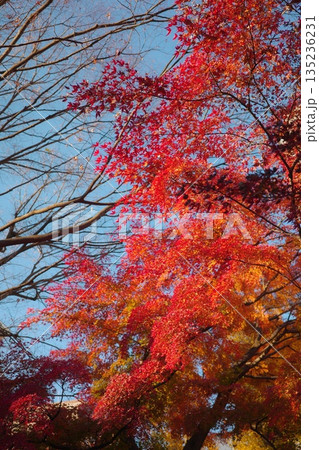 鮮やかに色付いた美しい紅葉 135236231