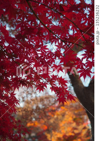鮮やかに色付いた美しい紅葉 135236232