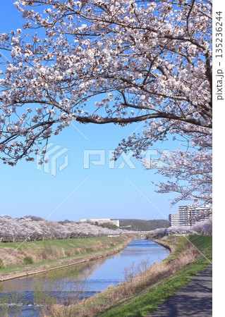 (春風物詩)各地の桜だより 135236244