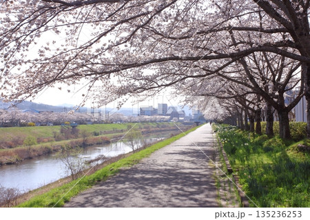 (春風物詩)各地の桜だより (春風物詩)各地の桜だより 135236253