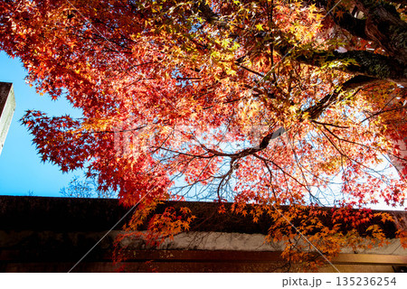 見上げた紅葉 見上げた紅葉 135236254