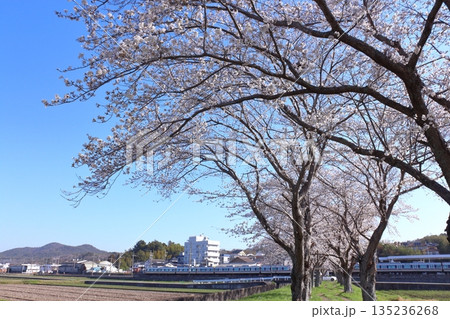 (春風物詩)各地の桜だより (春風物詩)各地の桜だより 135236268