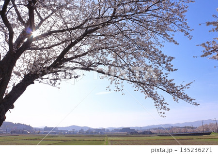(春風物詩)各地の桜だより (春風物詩)各地の桜だより 135236271