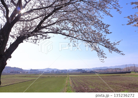 (春風物詩)各地の桜だより 135236272