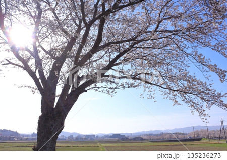 (春風物詩)各地の桜だより 135236273