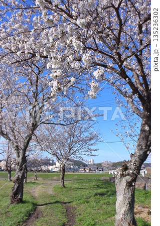 (春風物詩)各地の桜だより 135236302