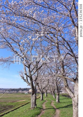 (春風物詩)各地の桜だより (春風物詩)各地の桜だより 135236308