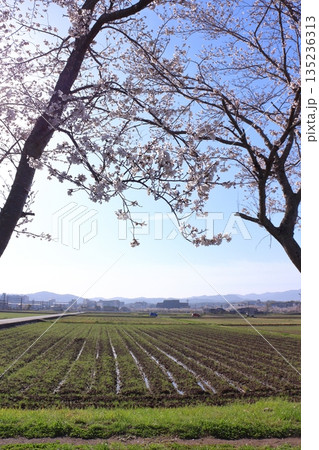 (春風物詩)各地の桜だより (春風物詩)各地の桜だより 135236313