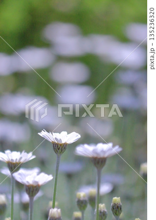 白い花の咲くころ 135236320