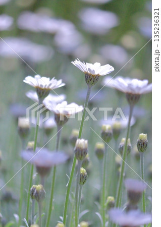白い花の咲くころ 白い花の咲くころ 135236321