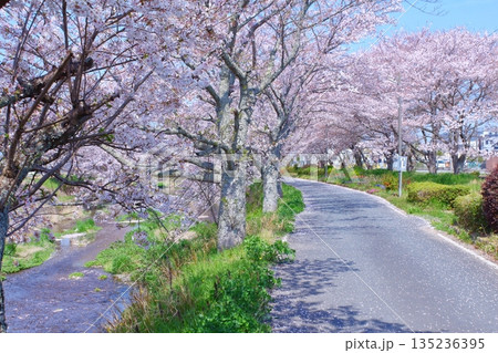 (春風物詩)各地の桜だより (春風物詩)各地の桜だより 135236395