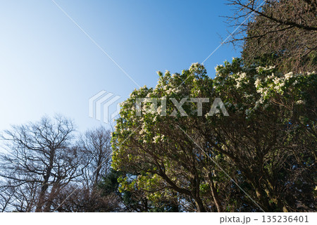 天城山、登山、静岡県 天城山、登山、静岡県 135236401