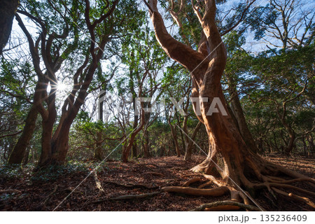 天城山、登山、静岡県 135236409