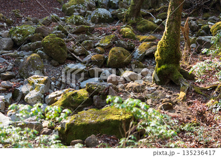 天城山、登山、静岡県 135236417