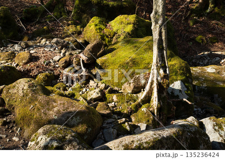 天城山、登山、静岡県 135236424