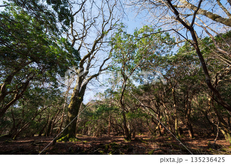 天城山、登山、静岡県 135236425