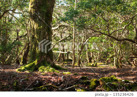 天城山、登山、静岡県 135236426