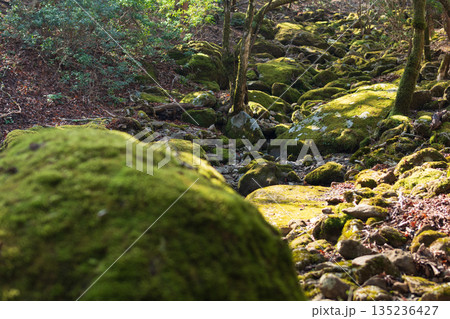 天城山、登山、静岡県 天城山、登山、静岡県 135236427