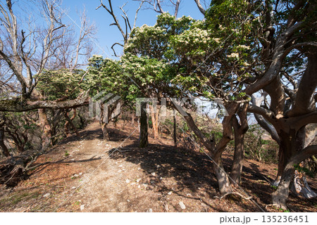 天城山、登山、静岡県 135236451