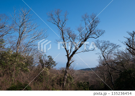 天城山、登山、静岡県 天城山、登山、静岡県 135236454