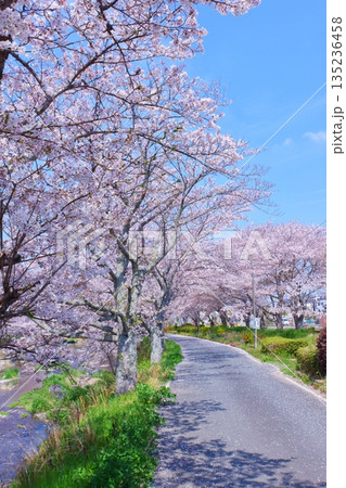 (春風物詩)各地の桜だより 135236458