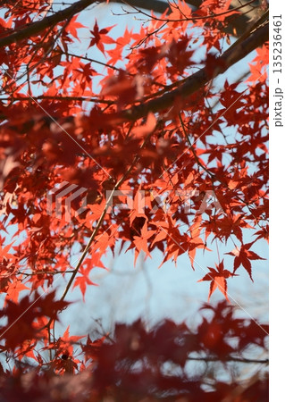 鮮やかに色付いた美しい紅葉 鮮やかに色付いた美しい紅葉 135236461